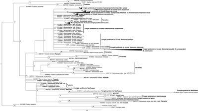 Metatranscriptomic Assessment of the Microbial Community Associated With the Flavescence dorée Phytoplasma Insect Vector Scaphoideus titanus